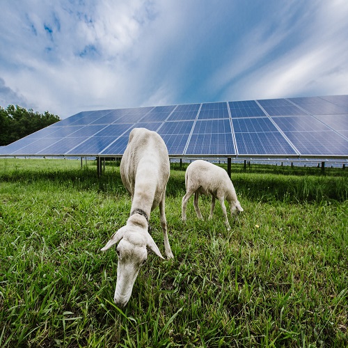 Австралийские сельскохозяйственные стартапы стремятся достичь 1 ГВт солнечной энергии
