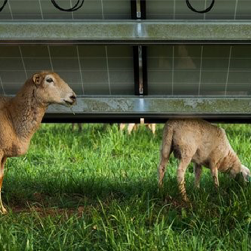 Солнечные панели увеличивают травы для овец и коров на 90%